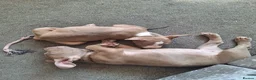 American Bully dogs for sale: 1 American female pocket bully  - Advert 8