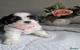 Cavapoo dogs for sale: Adorabile Cavapo Puppies  - Image 3