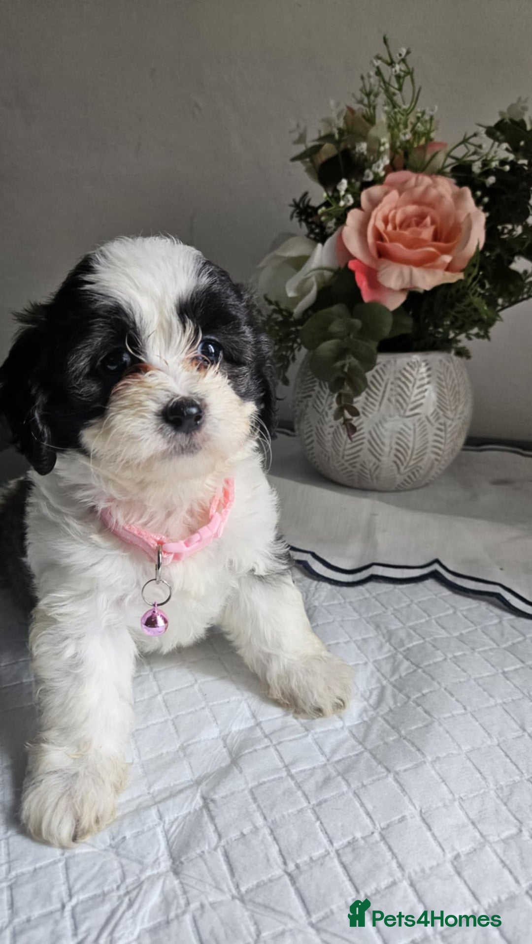 Cavapoo dogs for sale: Adorabile Cavapo Puppies  - Image 3
