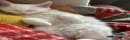 Mixed Breed cats for sale: Extremely friendly bio eye white fluffy girl - Advert 4