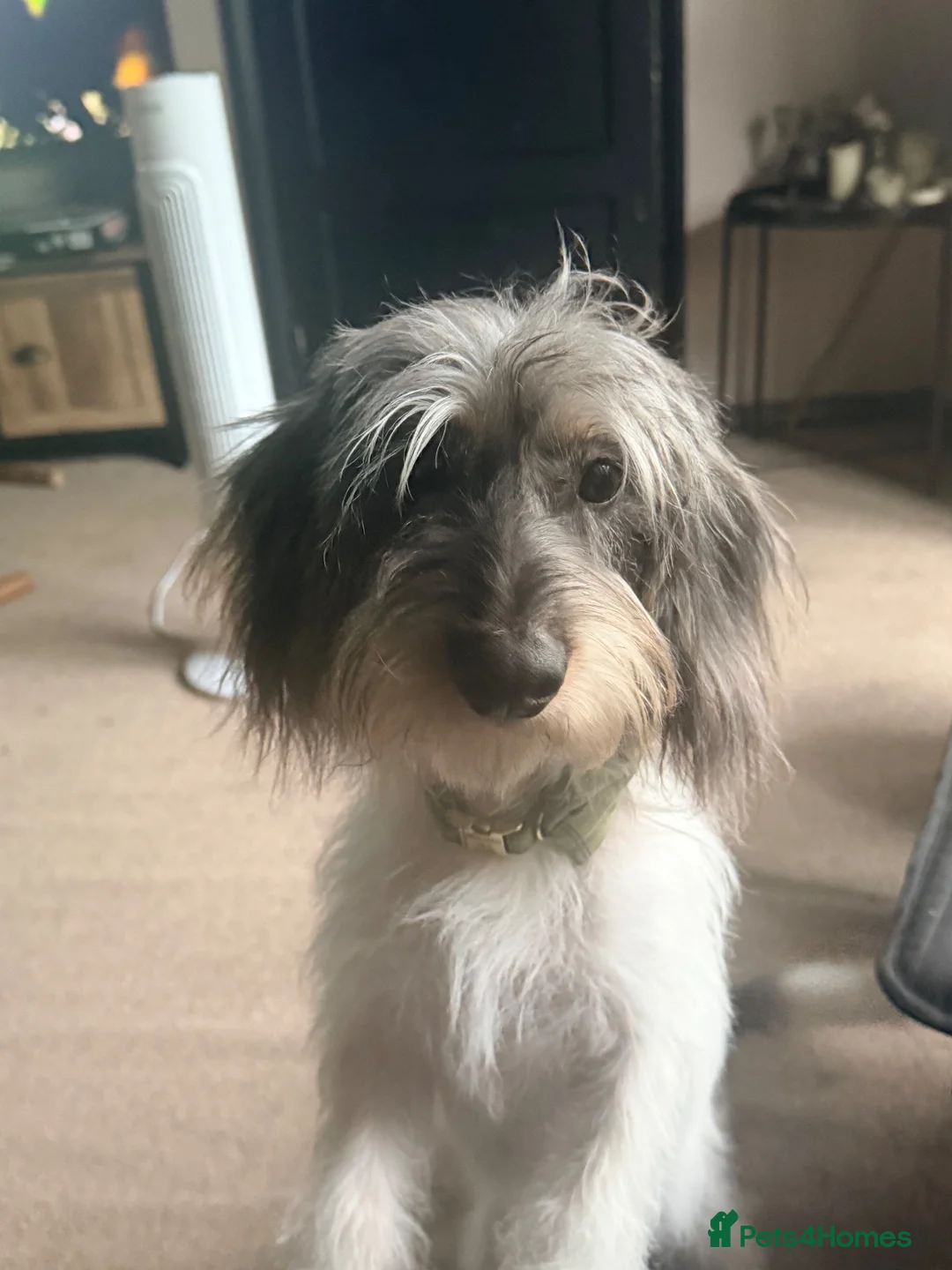 Dachshund dogs for sale: Dapple wire hairs standard Dachshund  - Advert 2