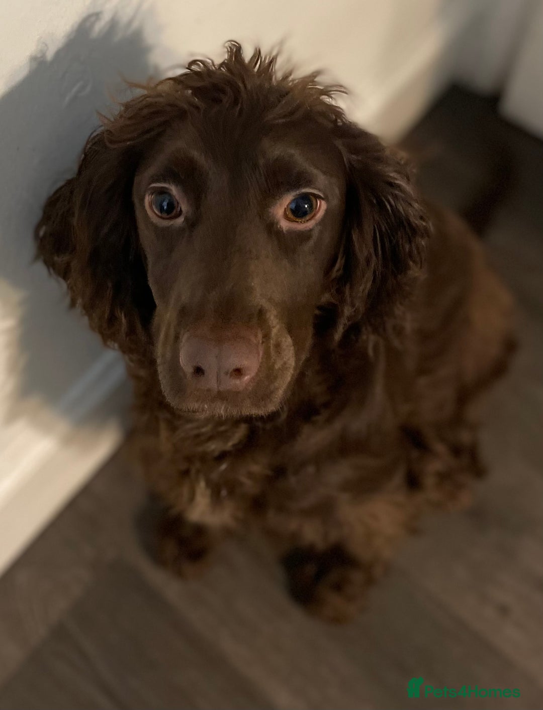 Sprocker dogs for sale: Sproker Spaniels For Sale - Advert 2