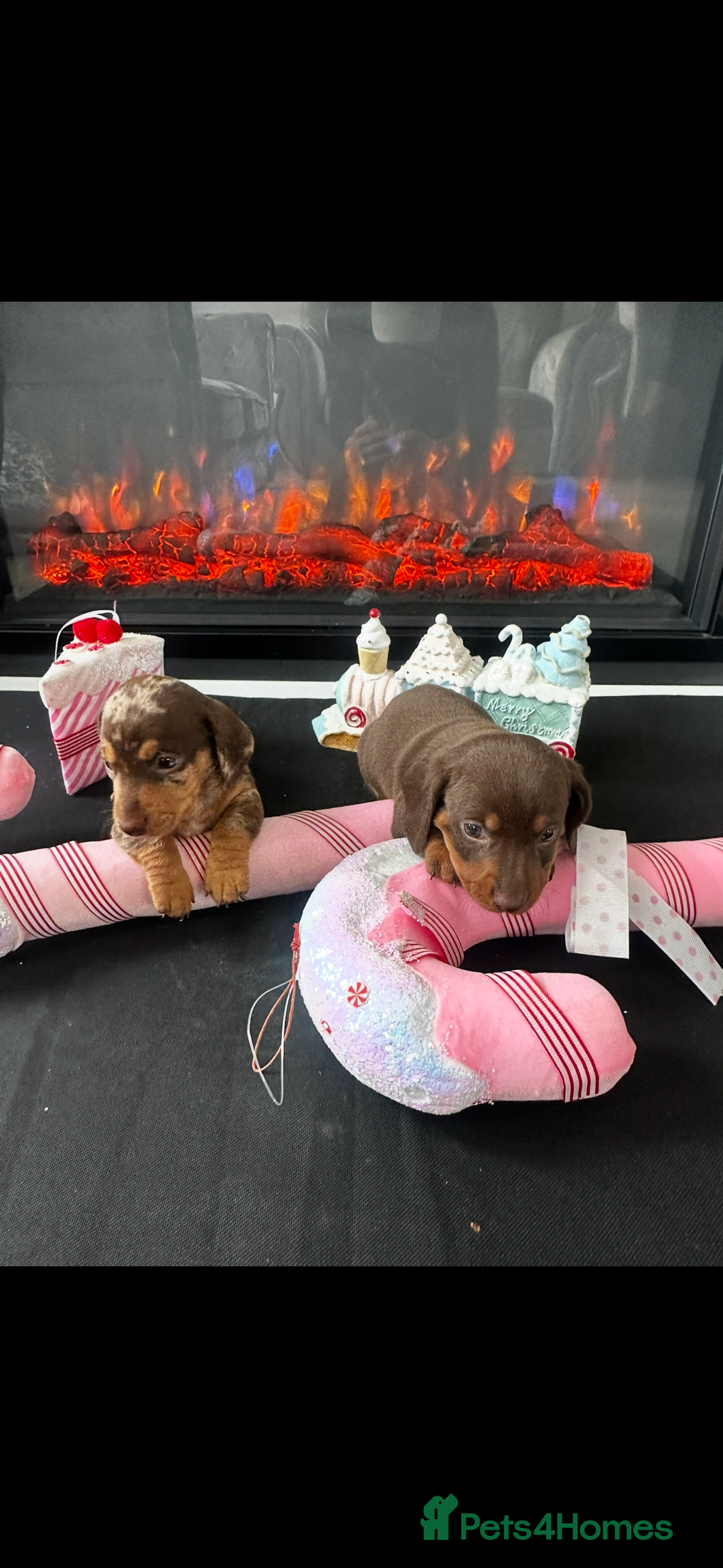Miniature Dachshund dogs for sale: Miniature Dachshunds for sale - Image 1