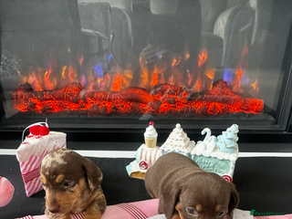 Miniature Dachshund dogs - Advert 26