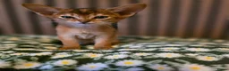 Abyssinian cats for sale: Beautiful Aby kitten  - Advert 36