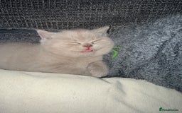 British Shorthair cats for sale: Champion Line British Shorthair Kittens - Image 6