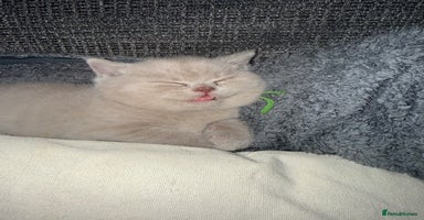 British Shorthair cats - Advert 16