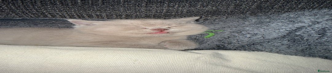 British Shorthair Kitten 2 - Chunk