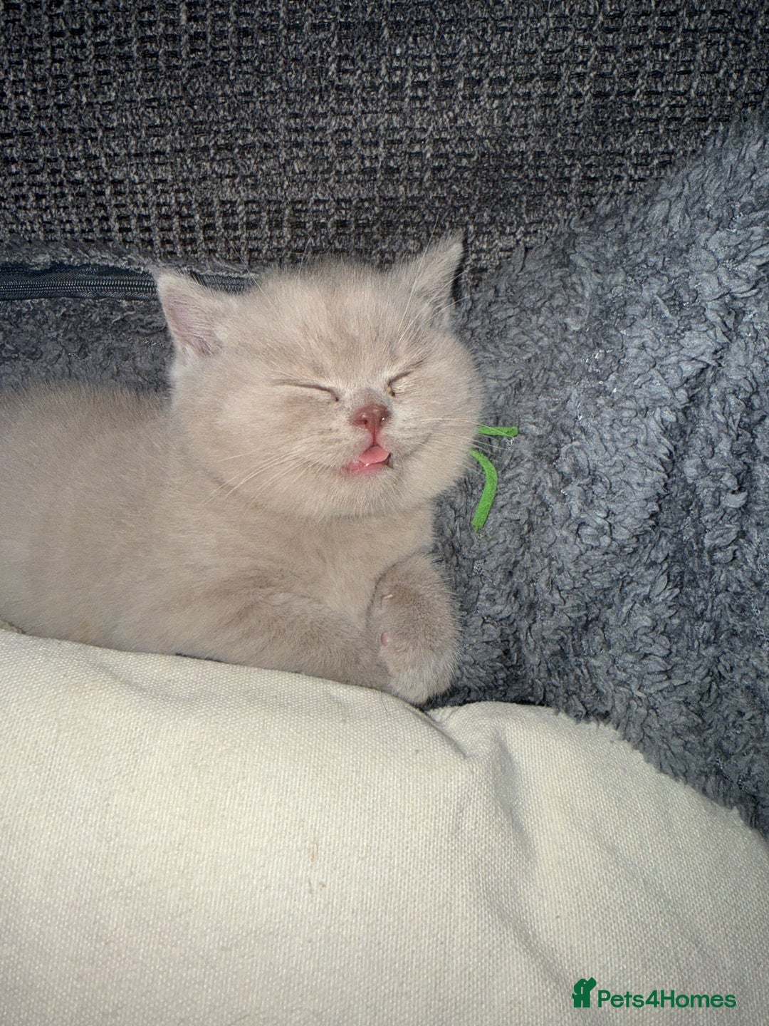 British Shorthair cats for sale: Champion Line British Shorthair Kittens - Image 6