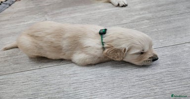 Golden Retriever dogs - Advert 7