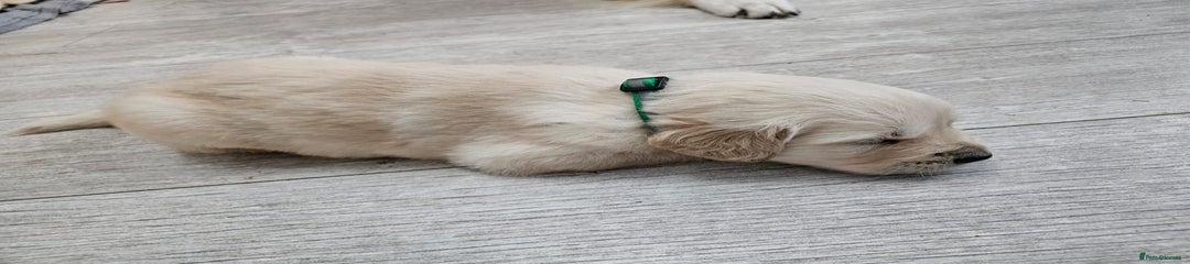 Golden Retriever Puppy 1