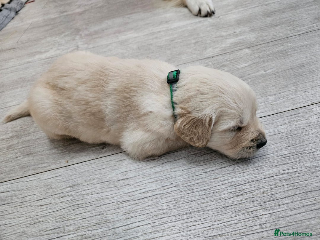 Golden Retriever dogs for sale: Golden retriever puppies - Image 3