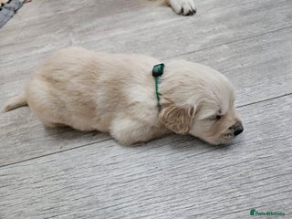 Golden Retriever Puppy 1