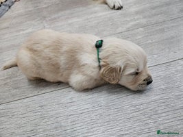 Golden Retriever dogs - Advert 7