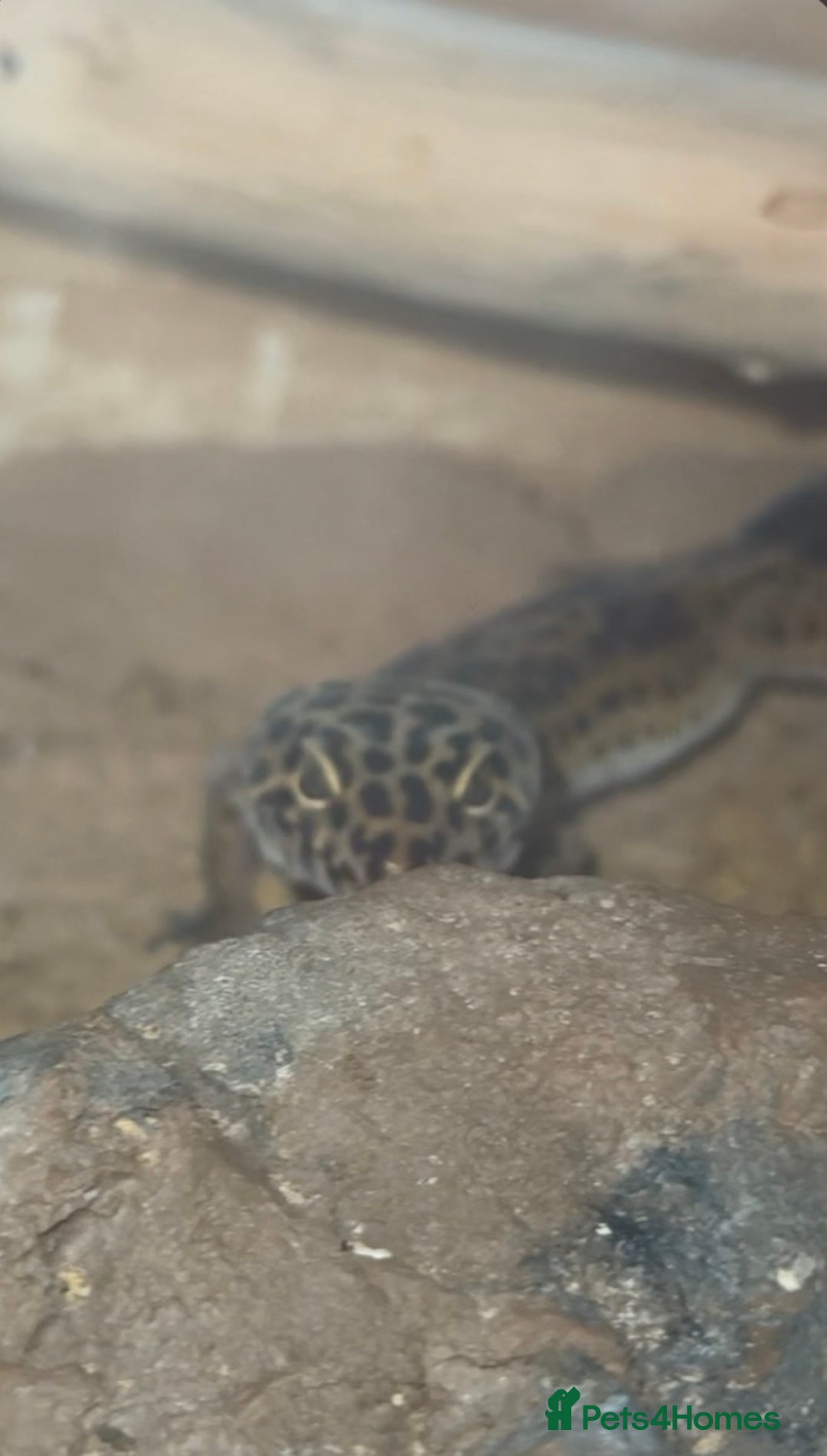 Leopard Gecko reptiles for sale: Leopard geckos  - Advert 5