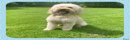 Miniature Poodle dogs for stud: KC Apricot Miniature Poodle STUD in Christchurch - Advert 5