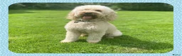 Miniature Poodle dogs for stud: KC Apricot Miniature Poodle STUD in Christchurch - Advert 5