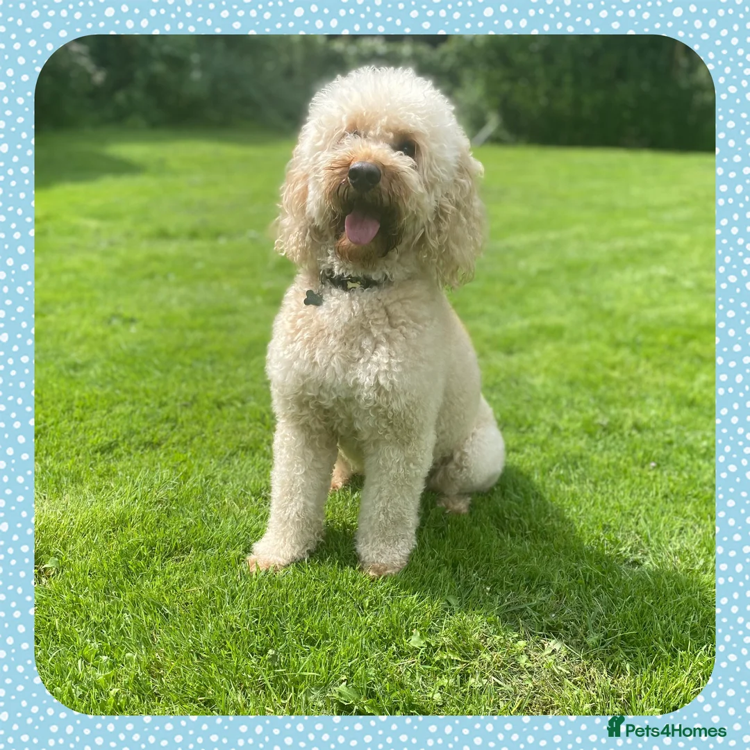Miniature Poodle dogs for stud: KC Apricot Miniature Poodle STUD in Christchurch - Advert 5