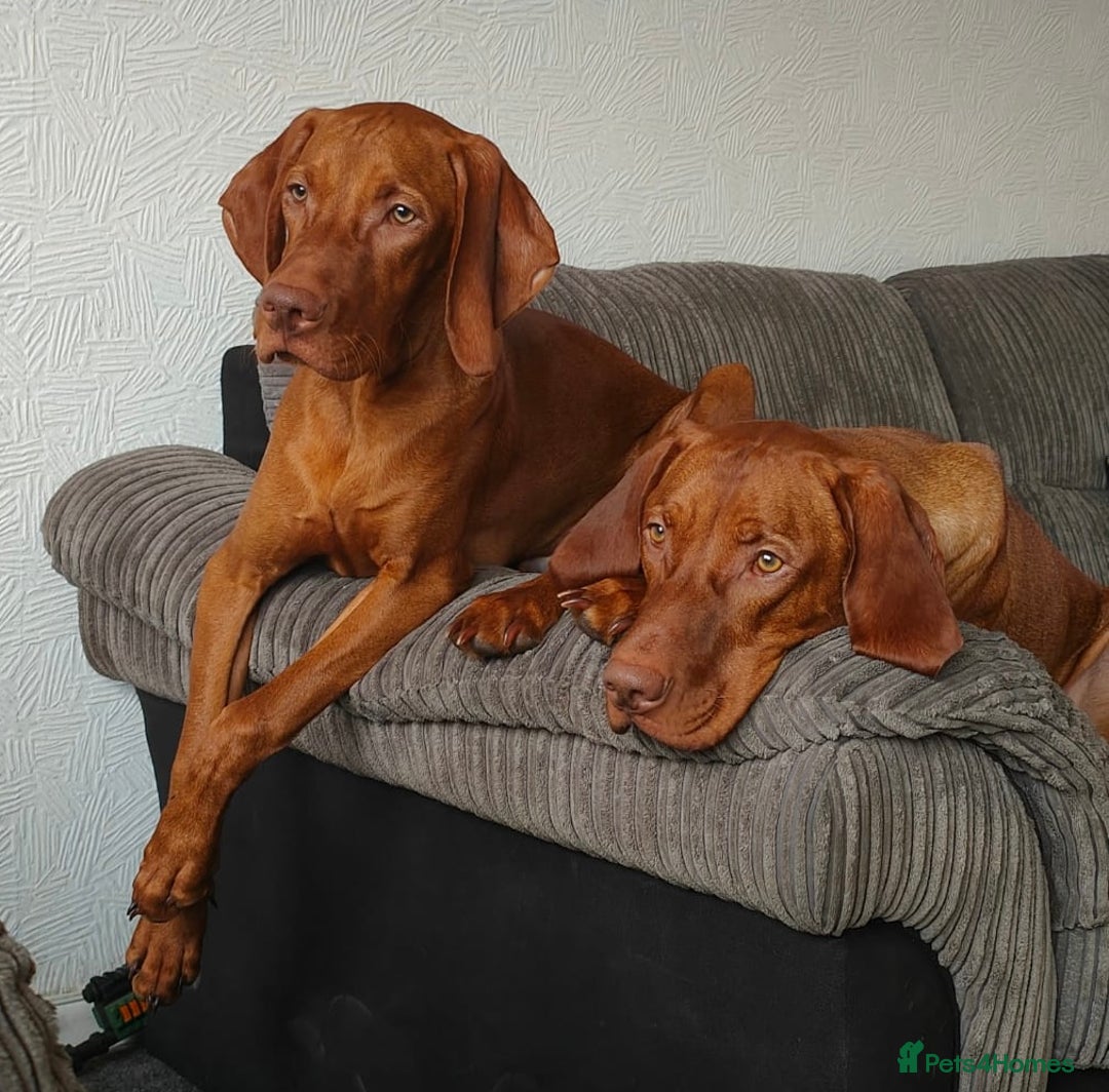Hungarian Vizsla dogs for stud: Hungarian Vizsla proven stud  - Image 8
