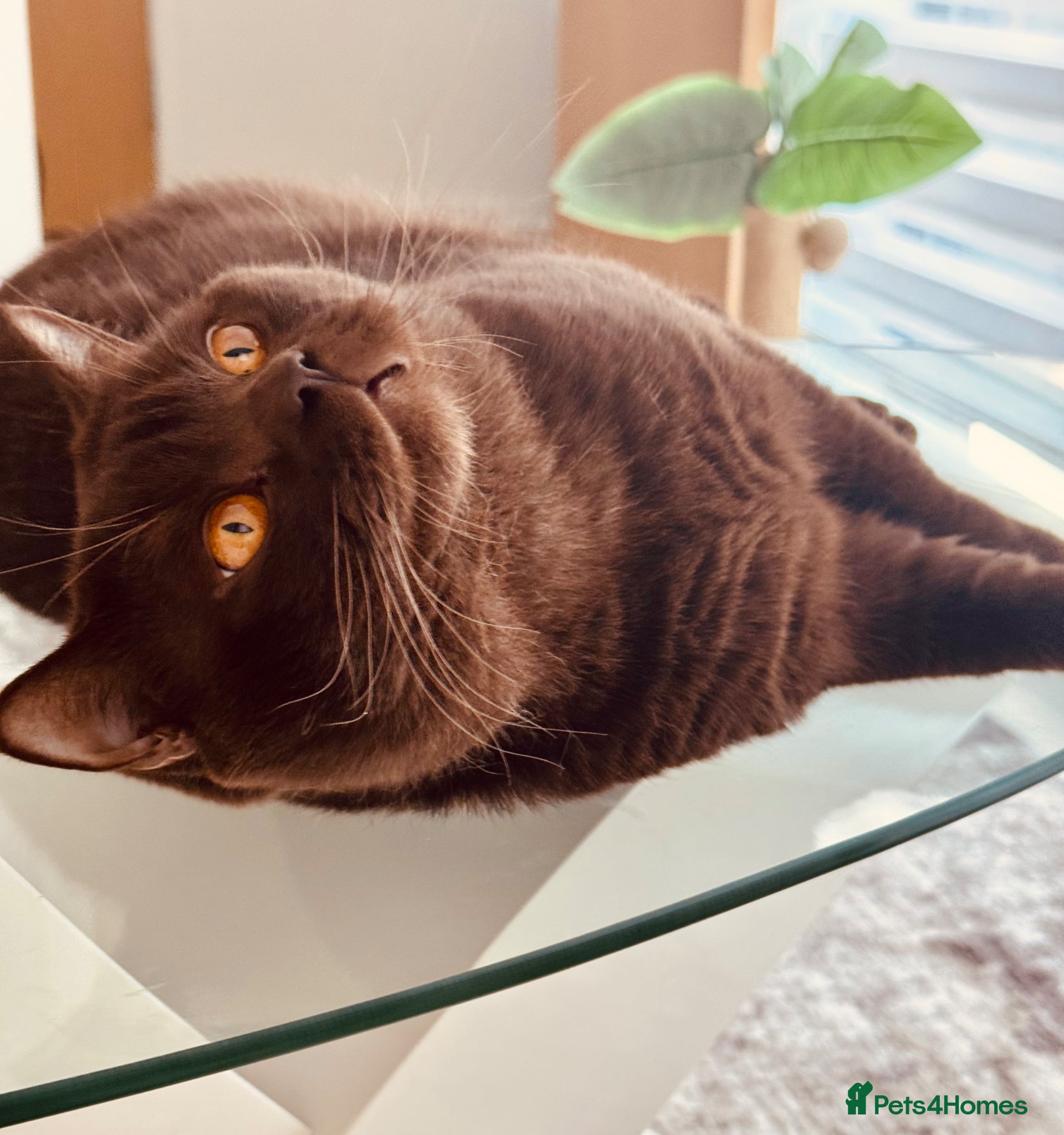 British Shorthair cats GCCF  Registered Chocolate & Lilac Active Studs  - Advert 2