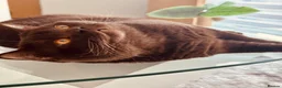British Shorthair cats for stud: GCCF  Registered Chocolate & Lilac Active Studs  - Advert 2
