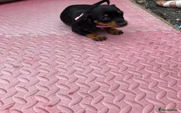 Dachshund dogs for sale: Litter of 8 - Image 4
