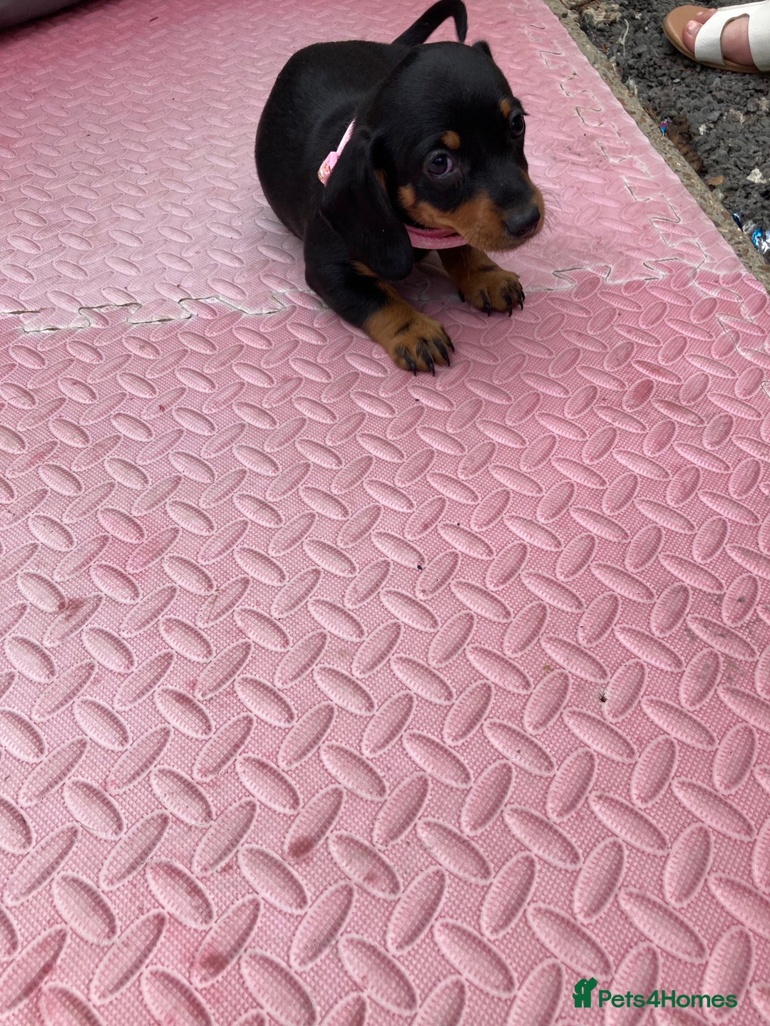Dachshund dogs for sale: Litter of 8 - Image 4