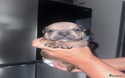 English Bulldog dogs for sale: Beautiful English bulldog puppies - Image 25