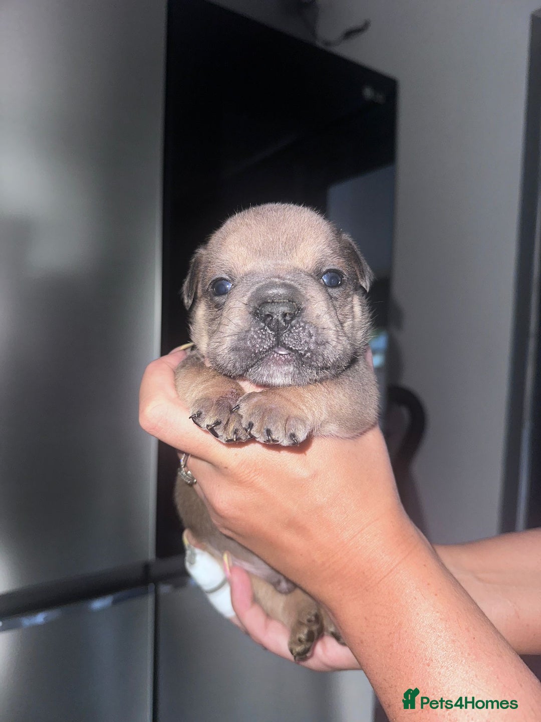 English Bulldog dogs for sale: Beautiful English bulldog puppies - Image 25