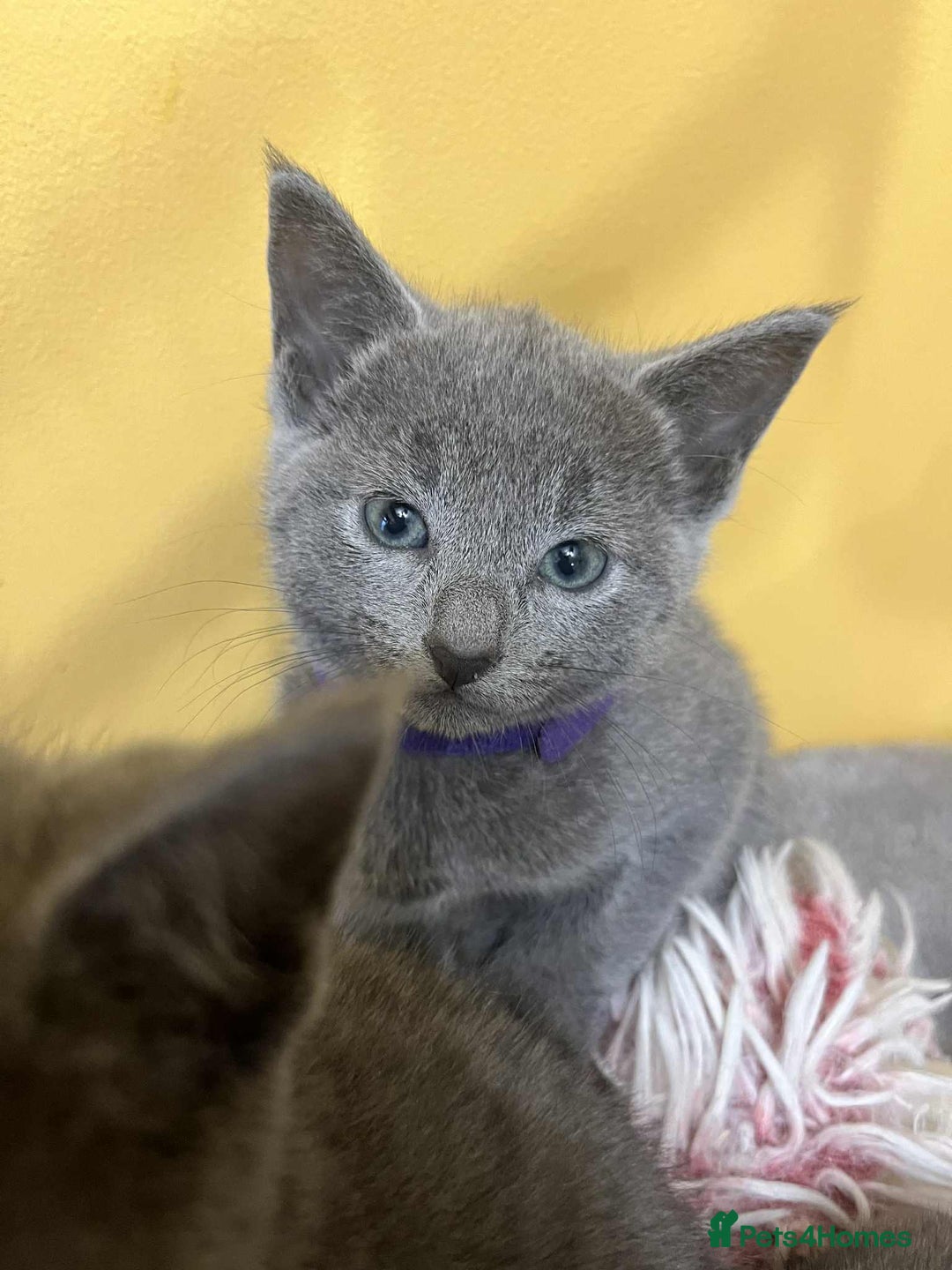 Russian Blue cats for sale: TICA REGISTERED Pure Breed Russian Blue Kittens - Advert 10