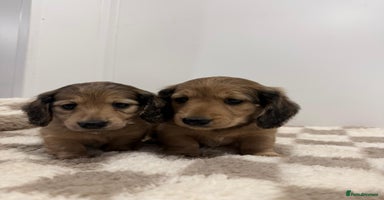 Miniature Dachshund dogs - Advert 3