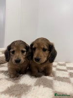 Miniature Dachshund dogs - Advert 3