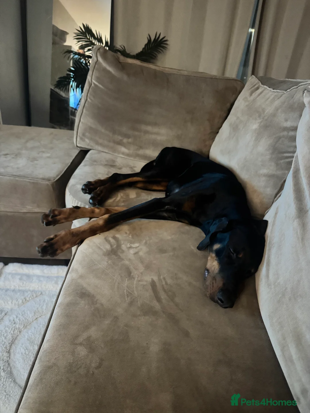 Dobermann dogs for sale: 6 month old girl Doberman  - Advert 2