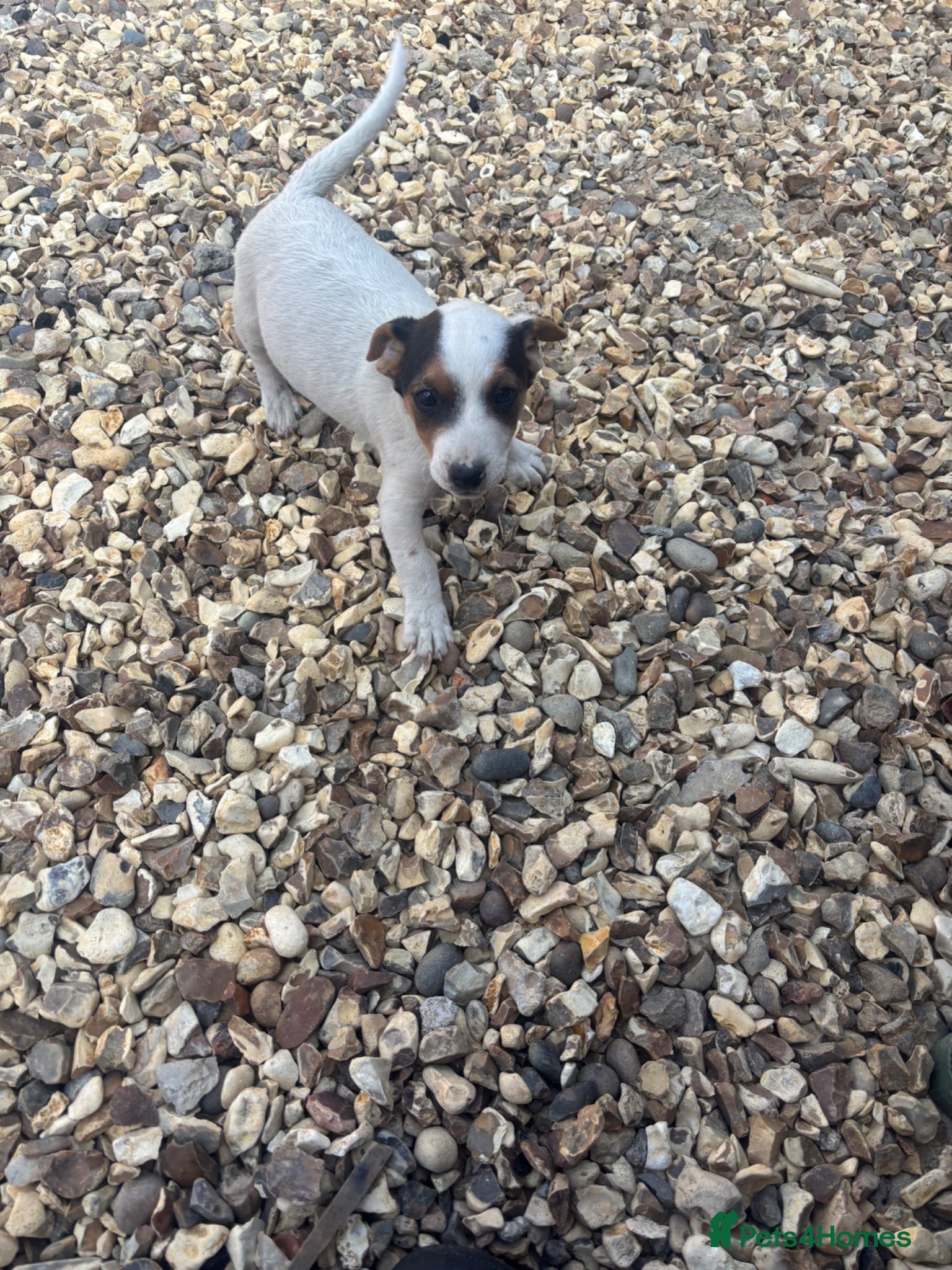 Jack Russell dogs Jack Russell pups - Advert 1