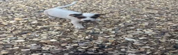 Jack Russell dogs for sale: Jack Russell pups - Advert 1