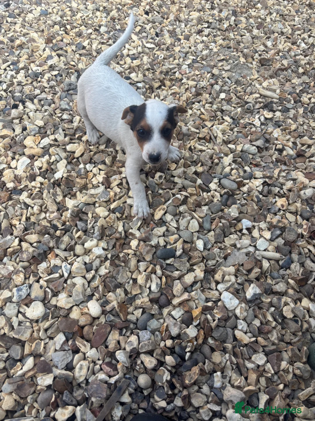 Jack Russell dogs for sale: Jack Russell pups - Advert 1