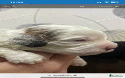 Cockapoo dogs for sale: F1b cockapoo puppies ready now - Advert 15