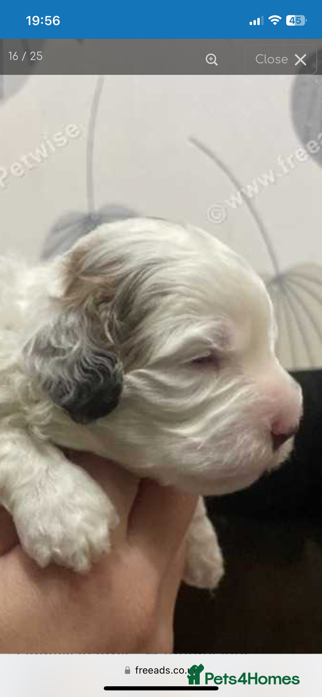 Cockapoo dogs for sale: F1b cockapoo puppies ready now - Advert 15