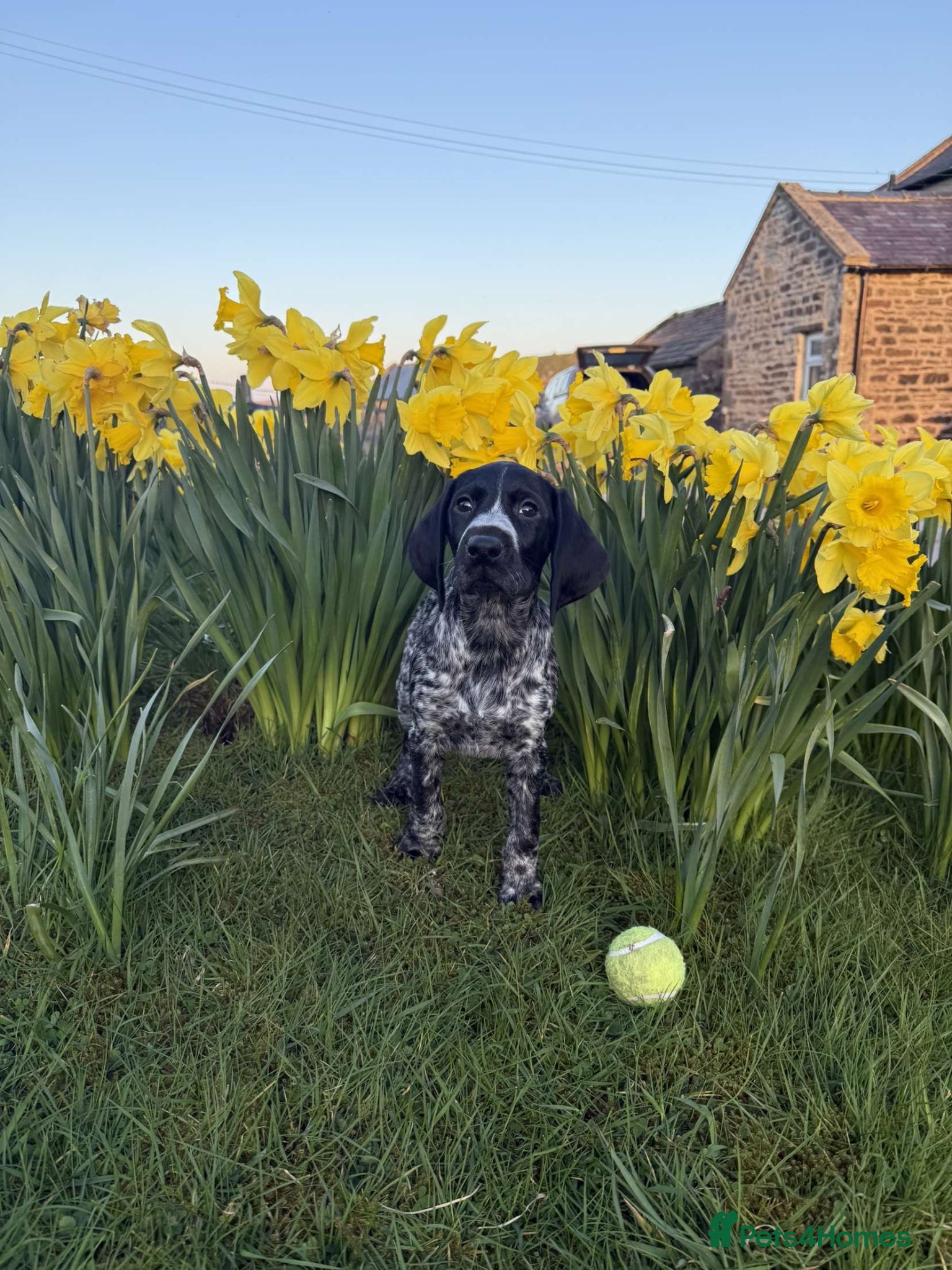 German Wirehaired Pointer dogs Kc registered GWP bitch pup - Advert 4