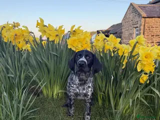 German Wirehaired Pointer dogs Kc registered GWP bitch pup - Advert 4