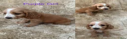 Cocker Spaniel dogs for sale: Cocker spaniel puppy’s READY SOON - Advert 5
