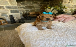 Cockapoo dogs for sale: READY TO GO :Gorgeous litter of  F1 Cockapoo’s - Image 5