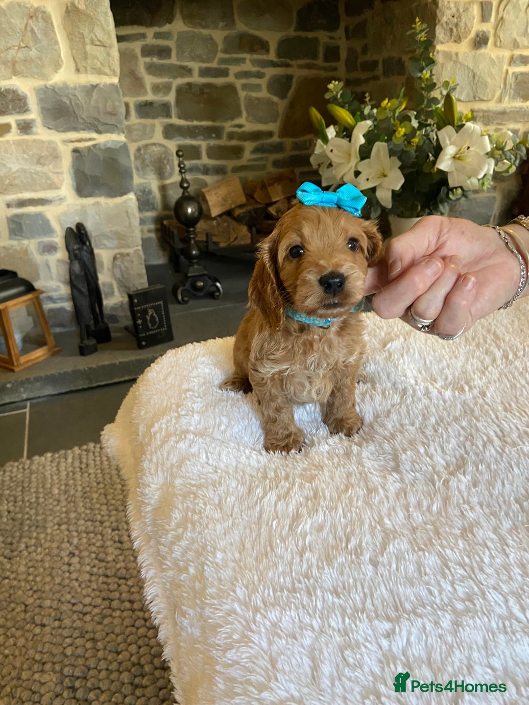 Cockapoo dogs for sale: READY TO GO :Gorgeous litter of  F1 Cockapoo’s - Image 5