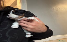 Cavalier King Charles Spaniel dogs for sale: Cavalier King Charles Spaniel  - Image 5