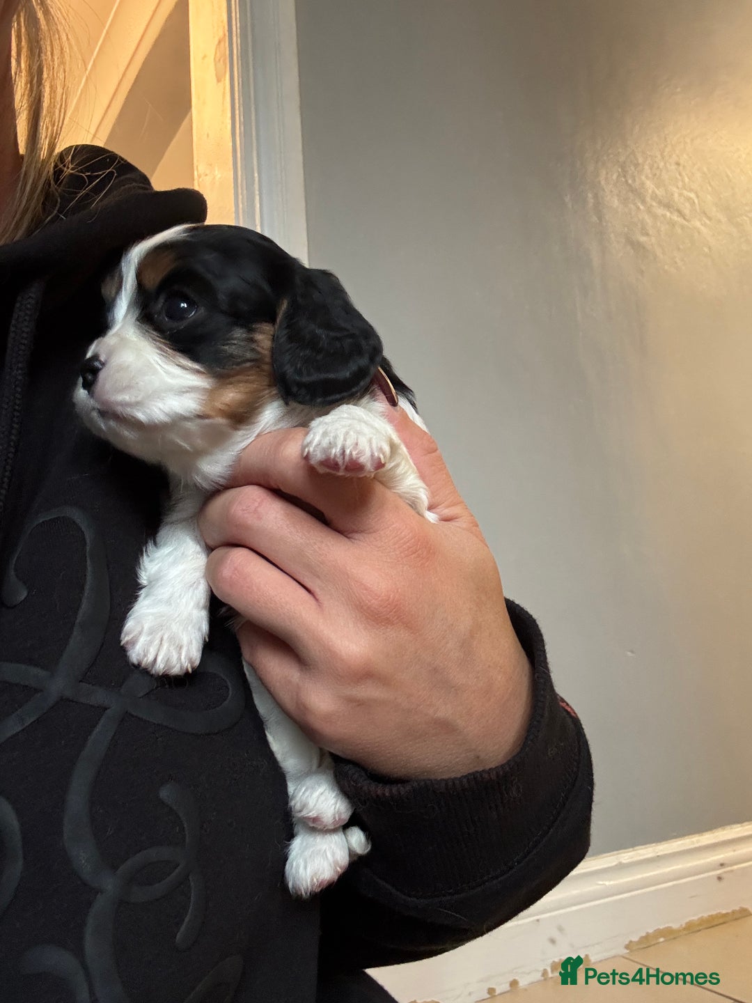 Cavalier King Charles Spaniel dogs for sale: Cavalier King Charles Spaniel  - Image 5