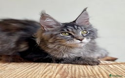 Maine Coon cats for sale: Beautiful pure bread Maine Coon kittens - Image 30