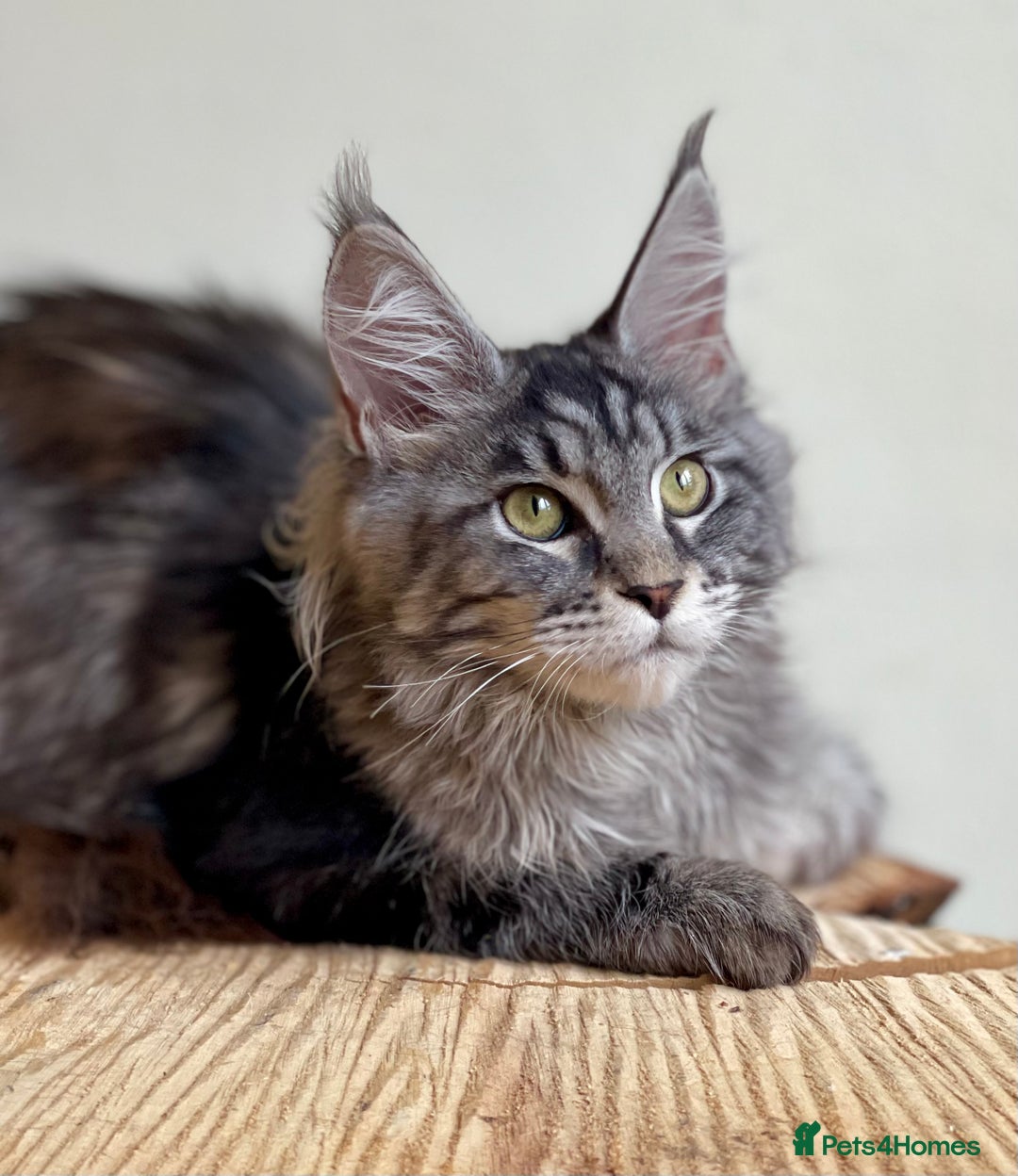 Maine Coon cats for sale: Beautiful pure bread Maine Coon kittens - Image 30