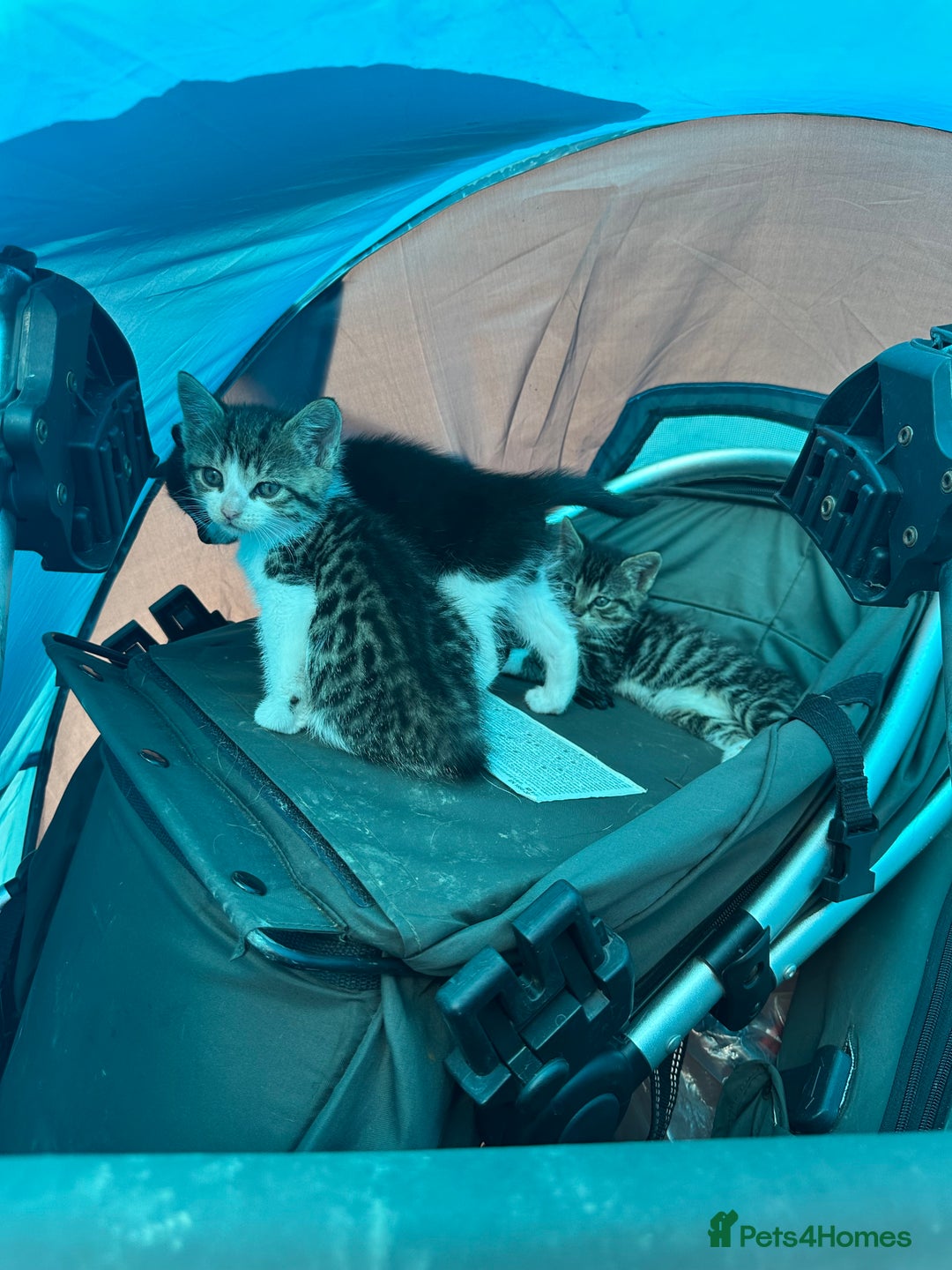 Toybob cats for sale: 3 kittens  - Image 1
