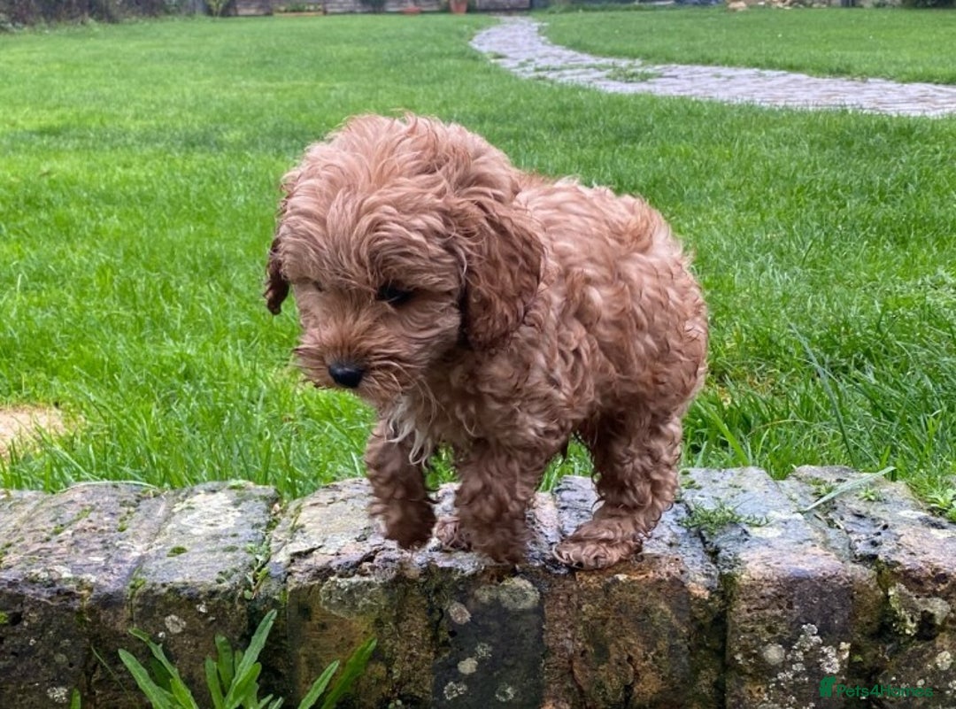 Toy Poodle dogs for stud: AT STUD KC REG TOY POODLE JAM  CLEAR DNA TESTS in High Wycombe - Image 16