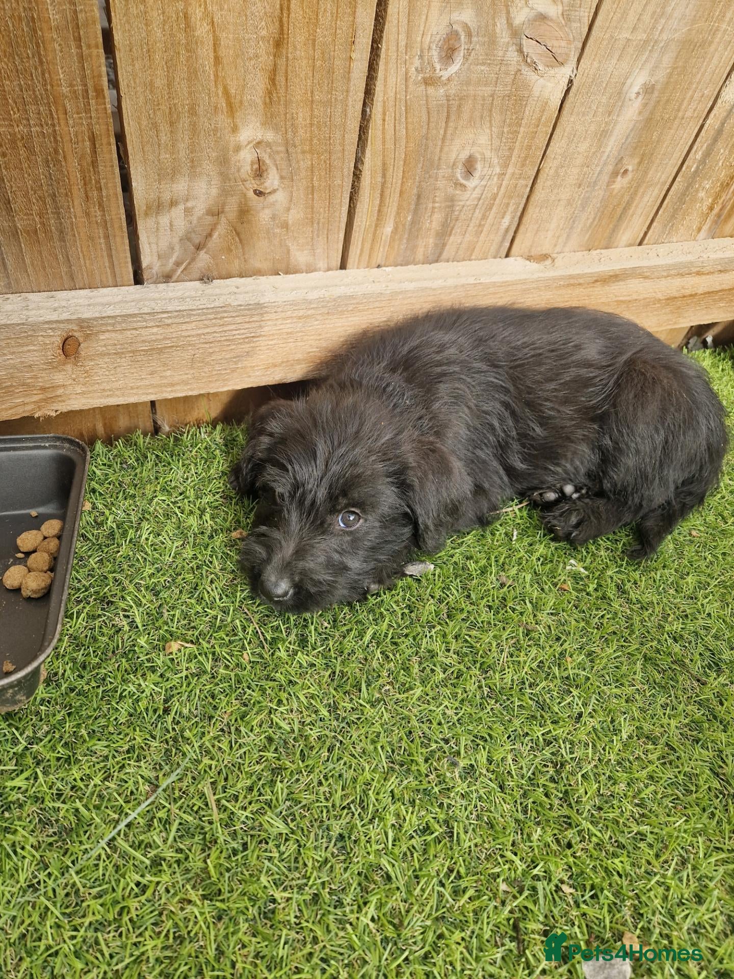 Mixed Breed dogs Giant schnauzer x Labrador puppies  - Advert 18